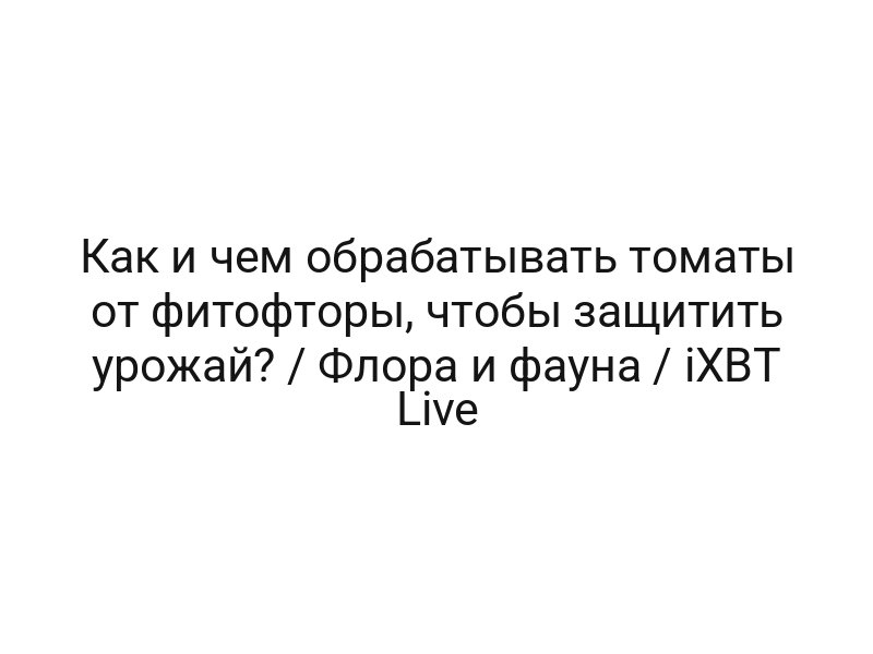 Как и чем обрабатывать томаты от фитофторы, чтобы защитить урожай? / Флора и фауна / iXBT Live